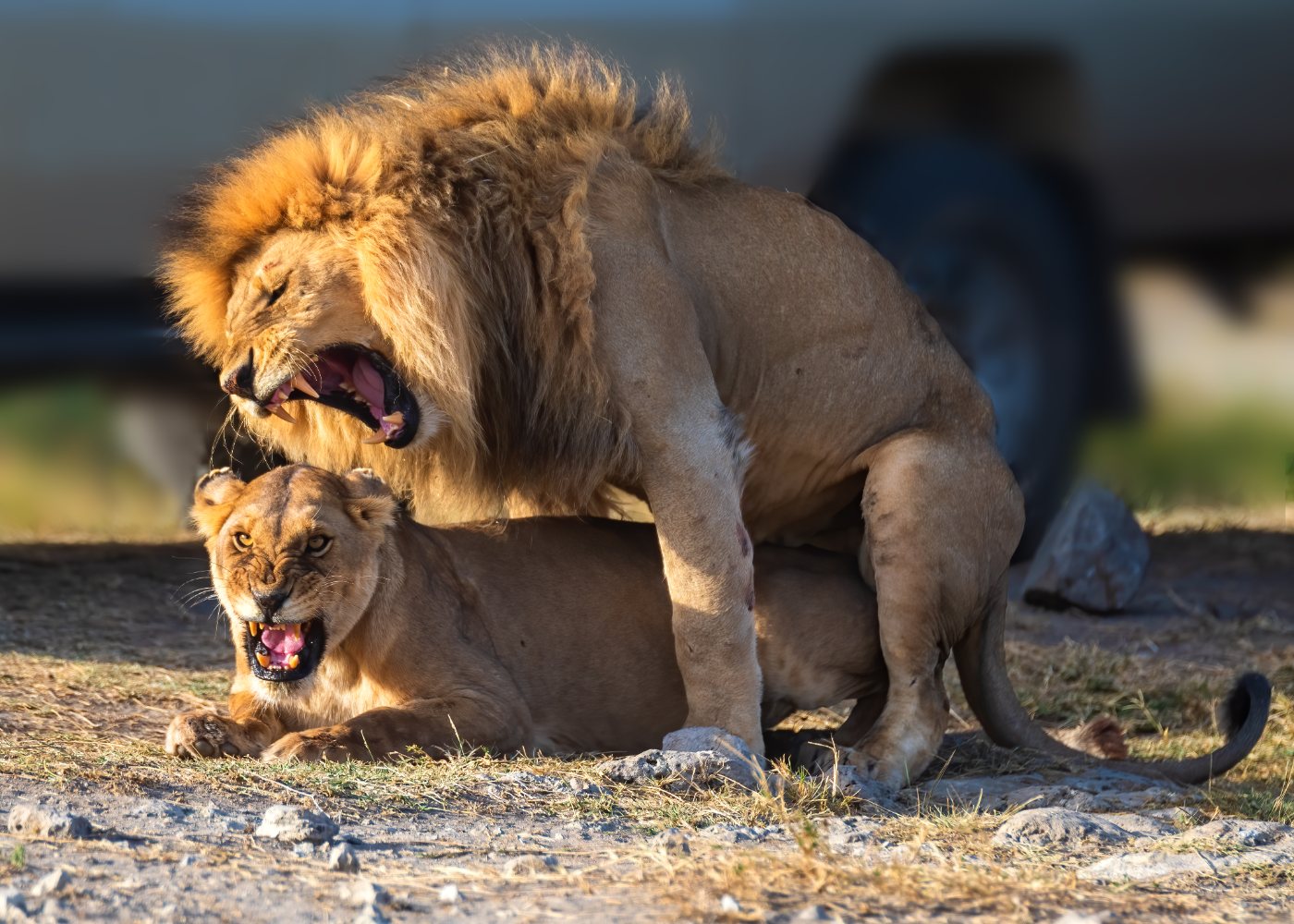 Lions 4 Male and female lion together in the Serengeti, the male showing a full dark mane