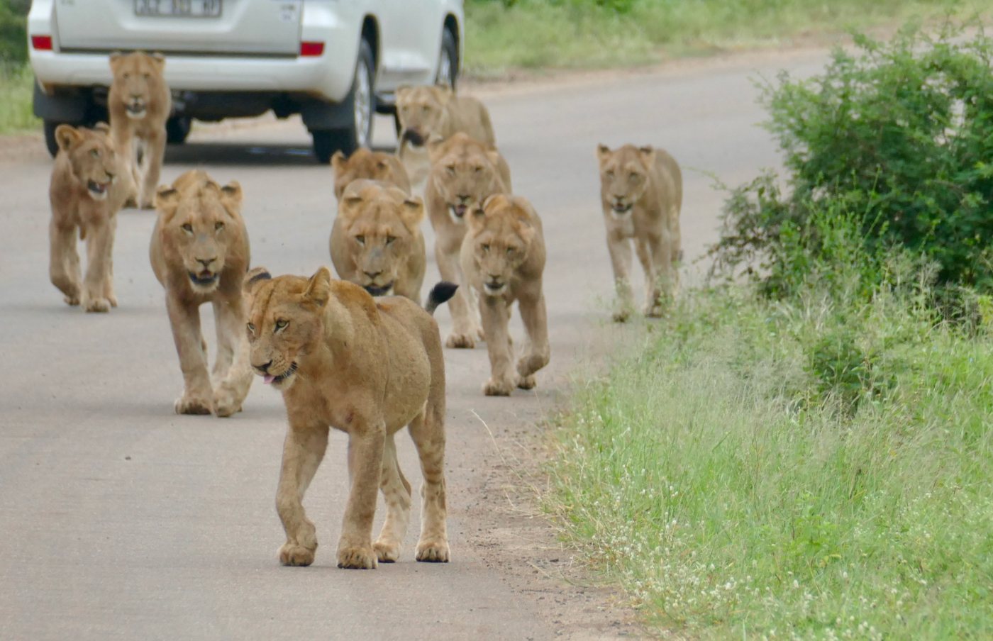 Lions 2 Pride of lions resting together on open ground
