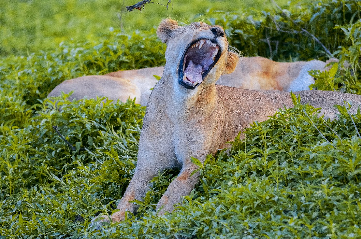 Lions 6 Adult lioness standing alert in Nyerere National Park, Tanzania