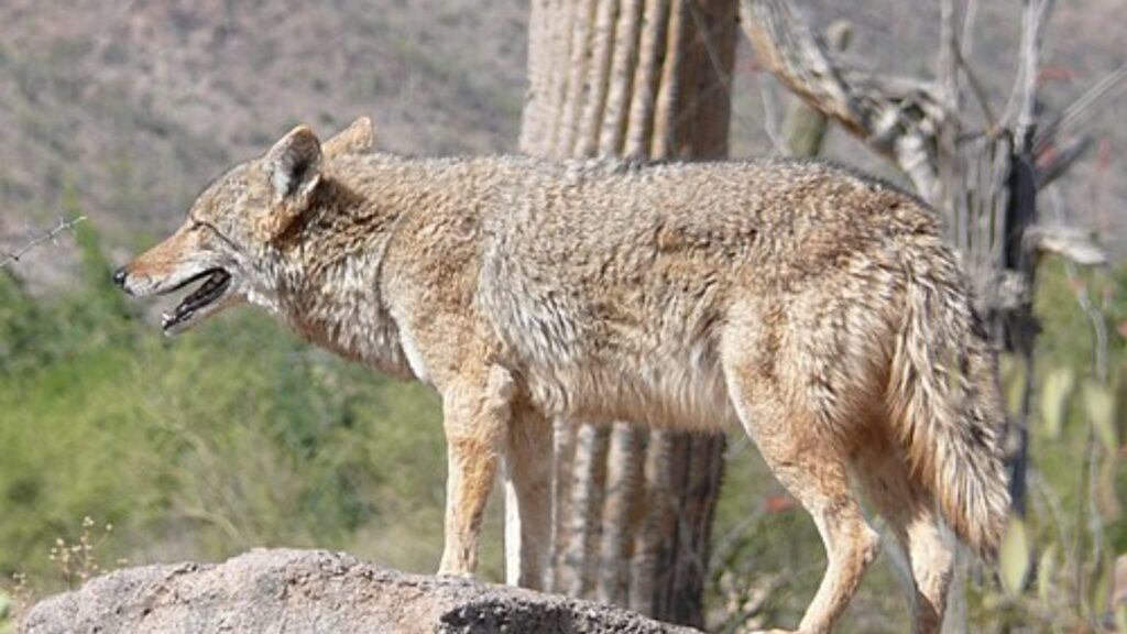 List of Desert Carnivores (12 Examples With Pictures) 10 Coyote in the desert