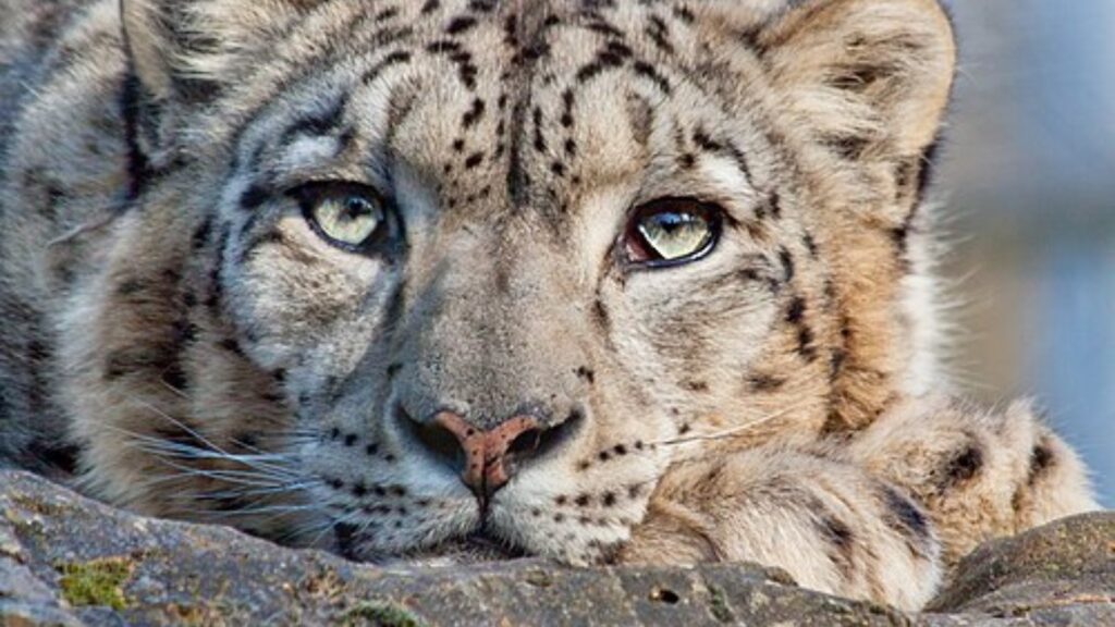 Snow leopard