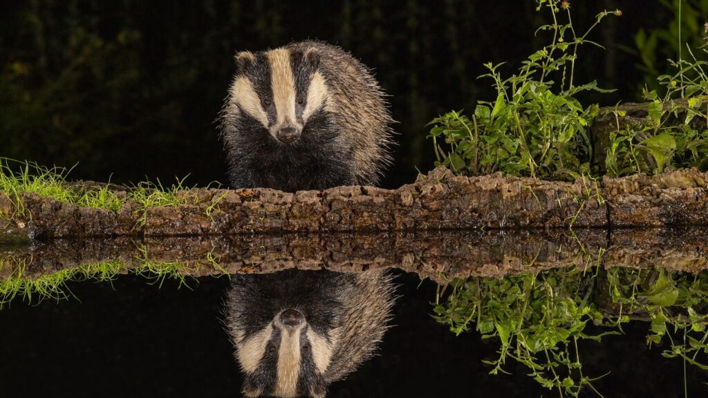 A European badger at night, a species commonly recorded in mammal surveys