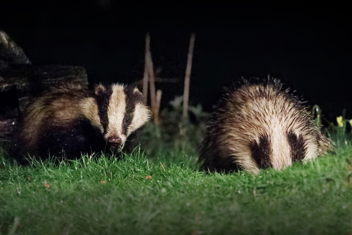 Badgers foraging at night, recorded without handling the animals