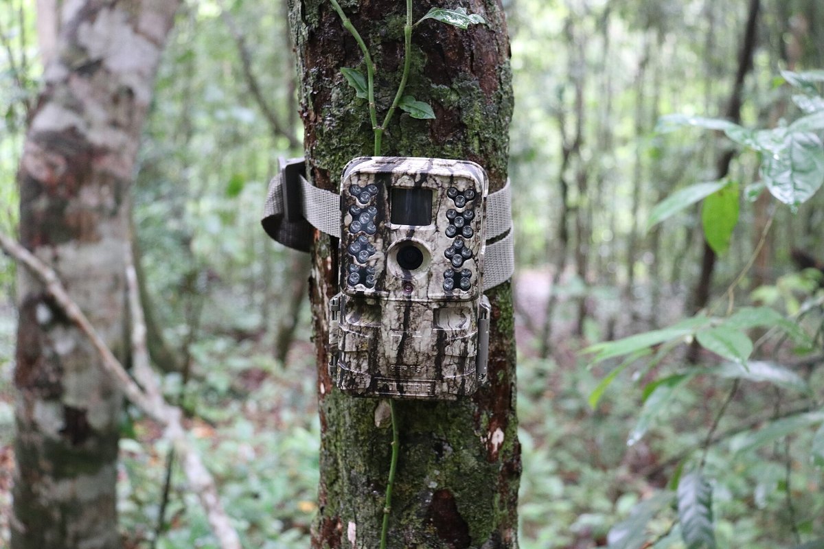 A camera trap strapped to a tree trunk in woodland
