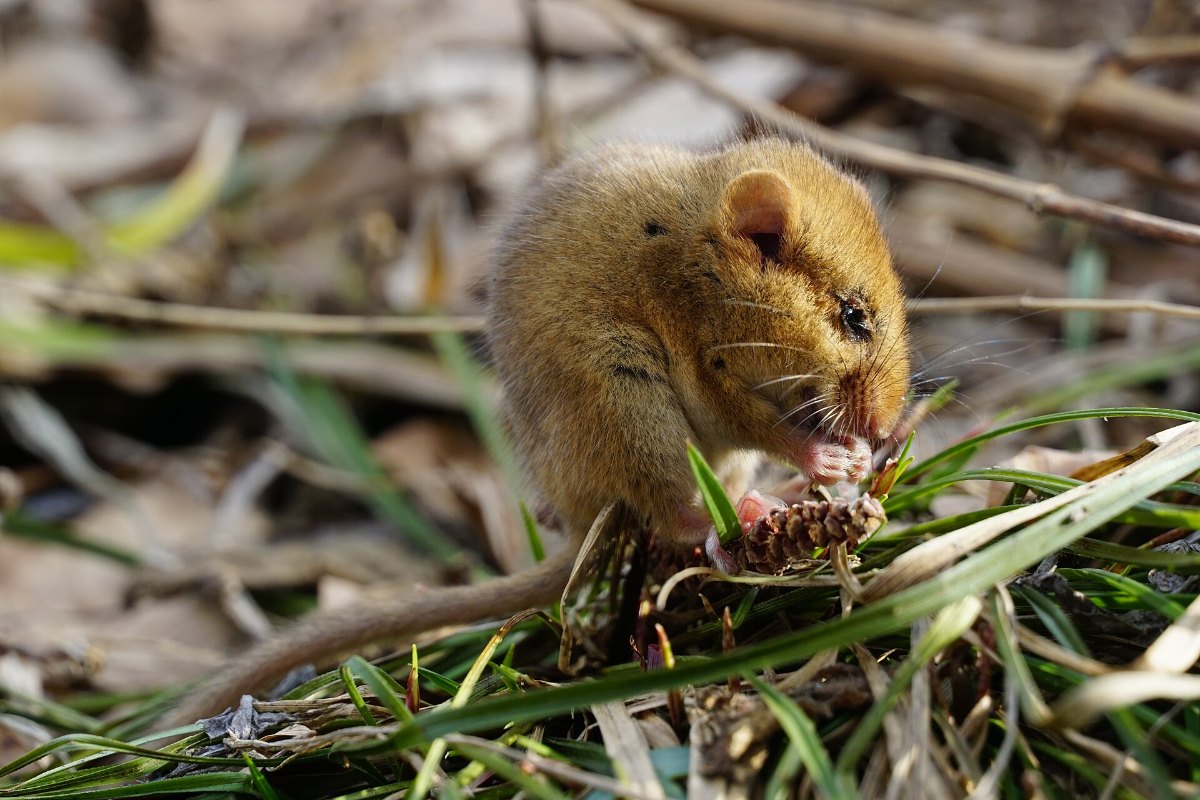 A hazel dormouse, a licensed species for survey work in the UK