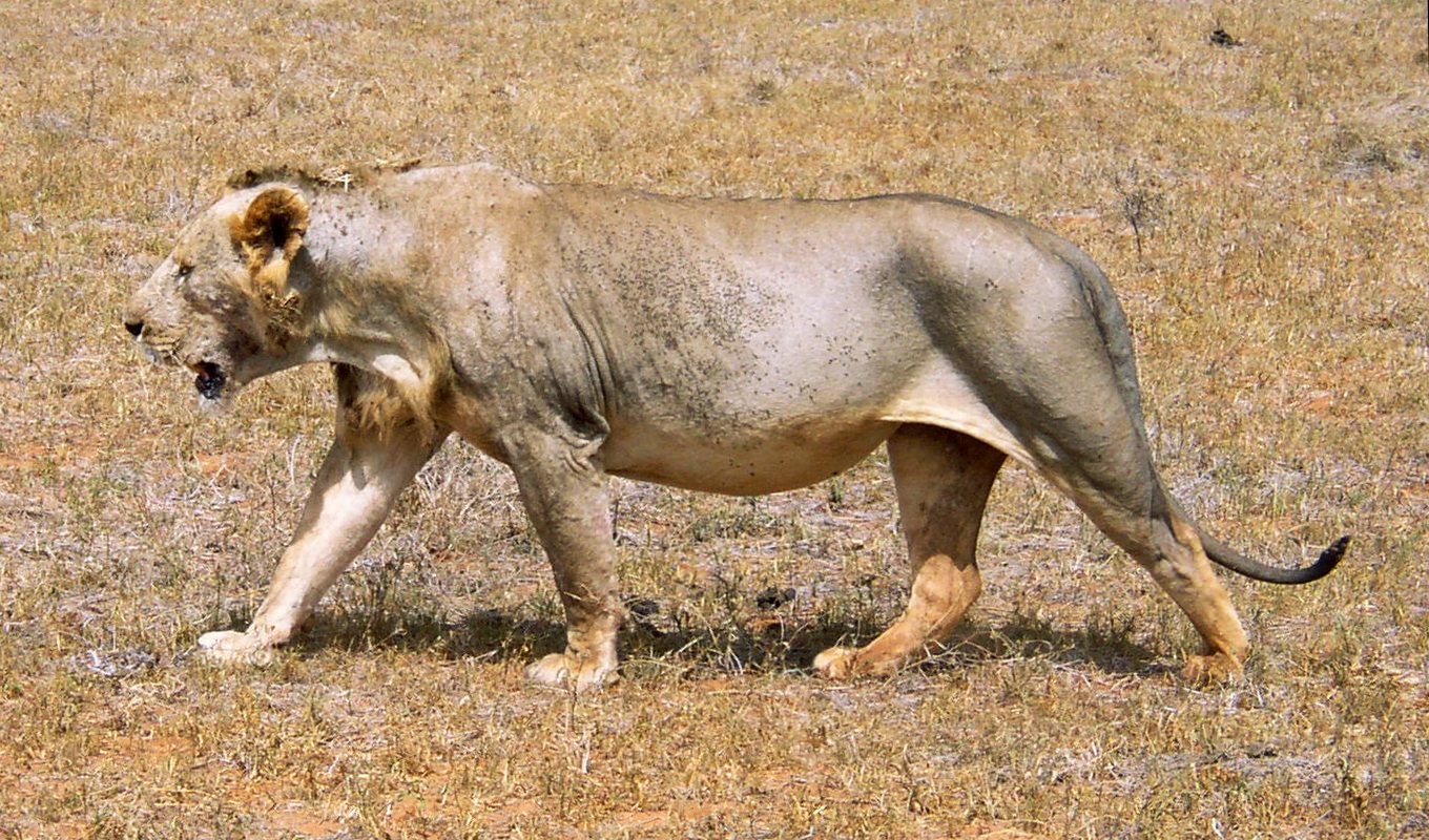 Lions 5 Male lion from Tsavo East with almost no mane