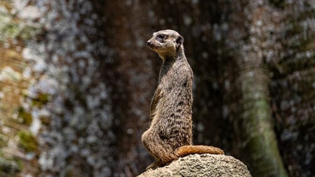Meerkat on sentinel duty
