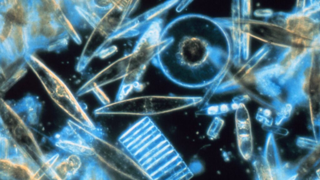 Diatoms under the microscope