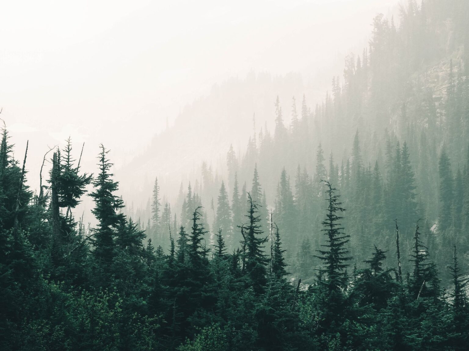 Misty pine forest on a mountainside