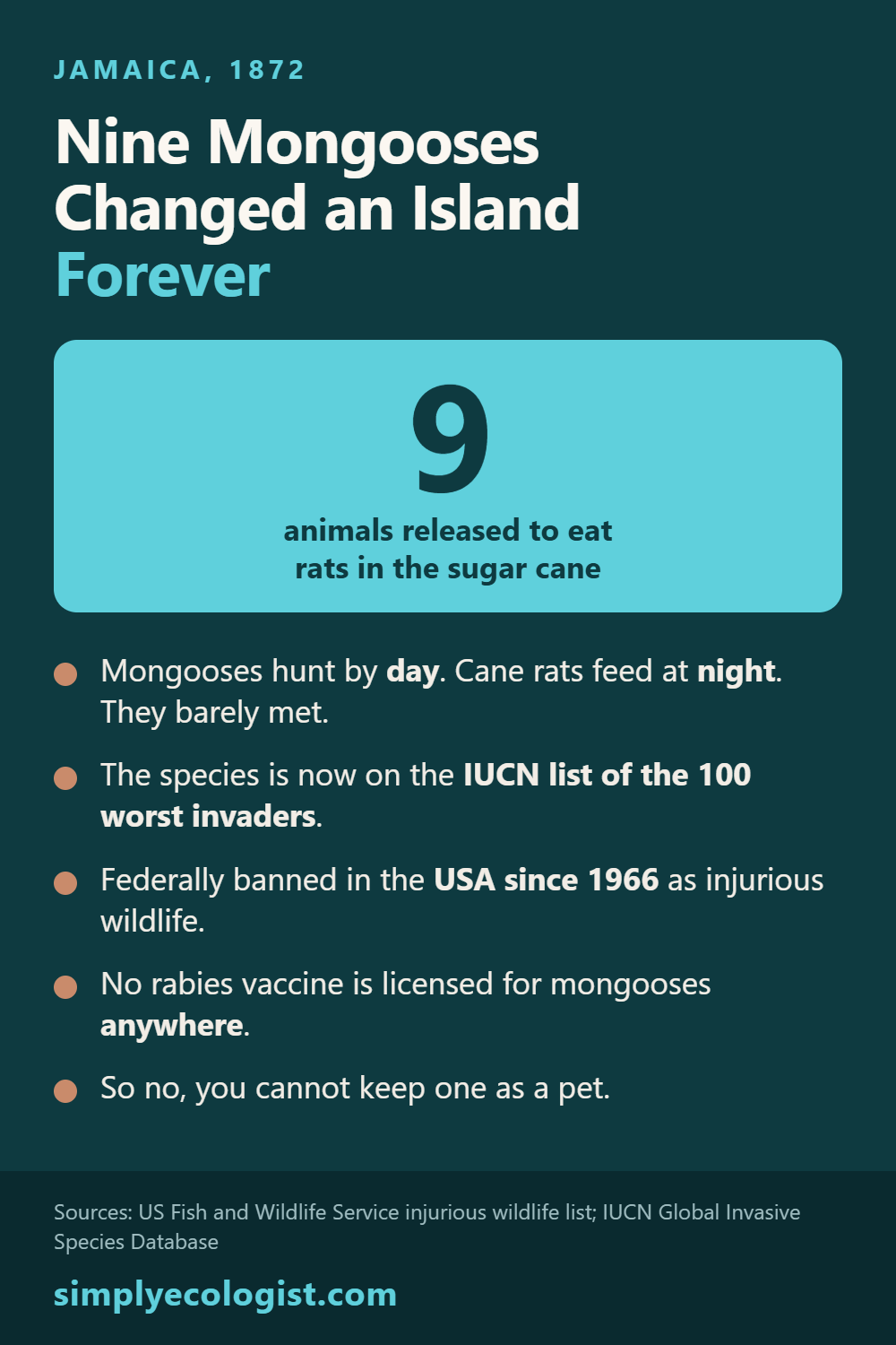 Can You Have a Mongoose as a Pet? Why the Jamaica Trend Worries Ecologists 7 Infographic showing that nine small Indian mongooses were released in Jamaica in 1872 to eat cane rats, that the species is now on the IUCN list of the 100 worst invasive species, and that it has been banned in the United States since 1966