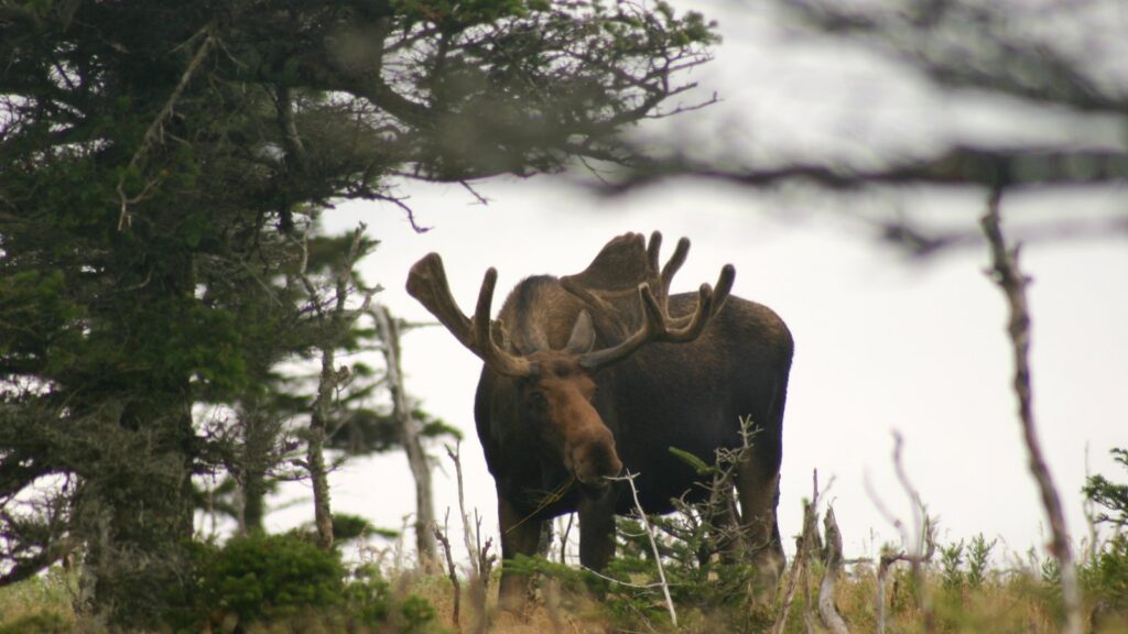 Moose Poop Vs. Elk Poop: 6 Key Differences Explained 3 Bull moose