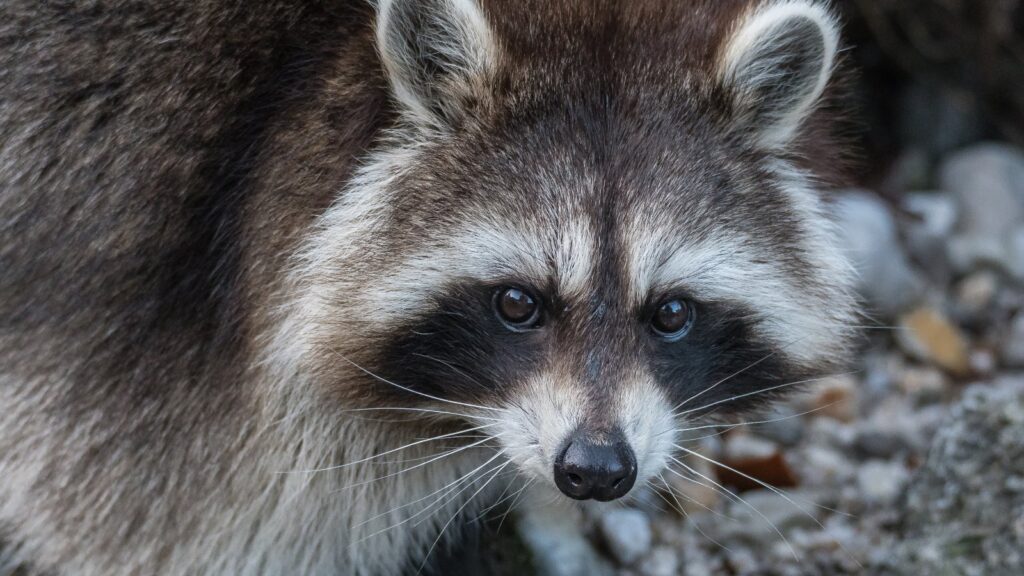Curious raccoon
