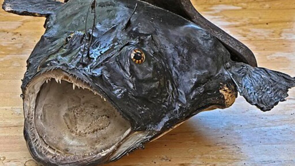 Deep sea fish