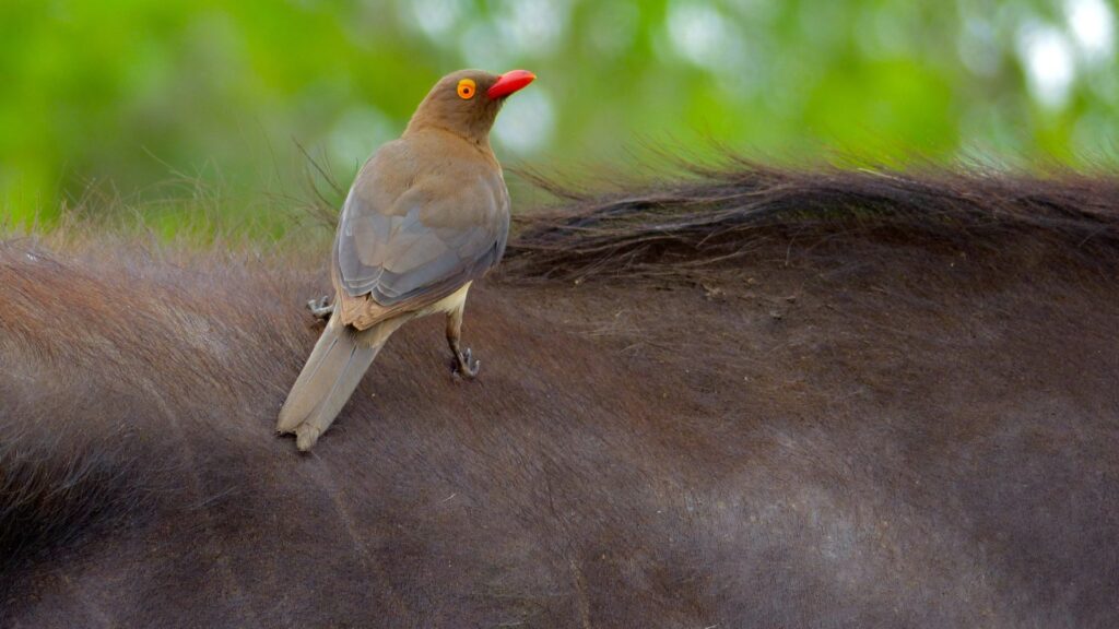 Oxpecker on a buffalo