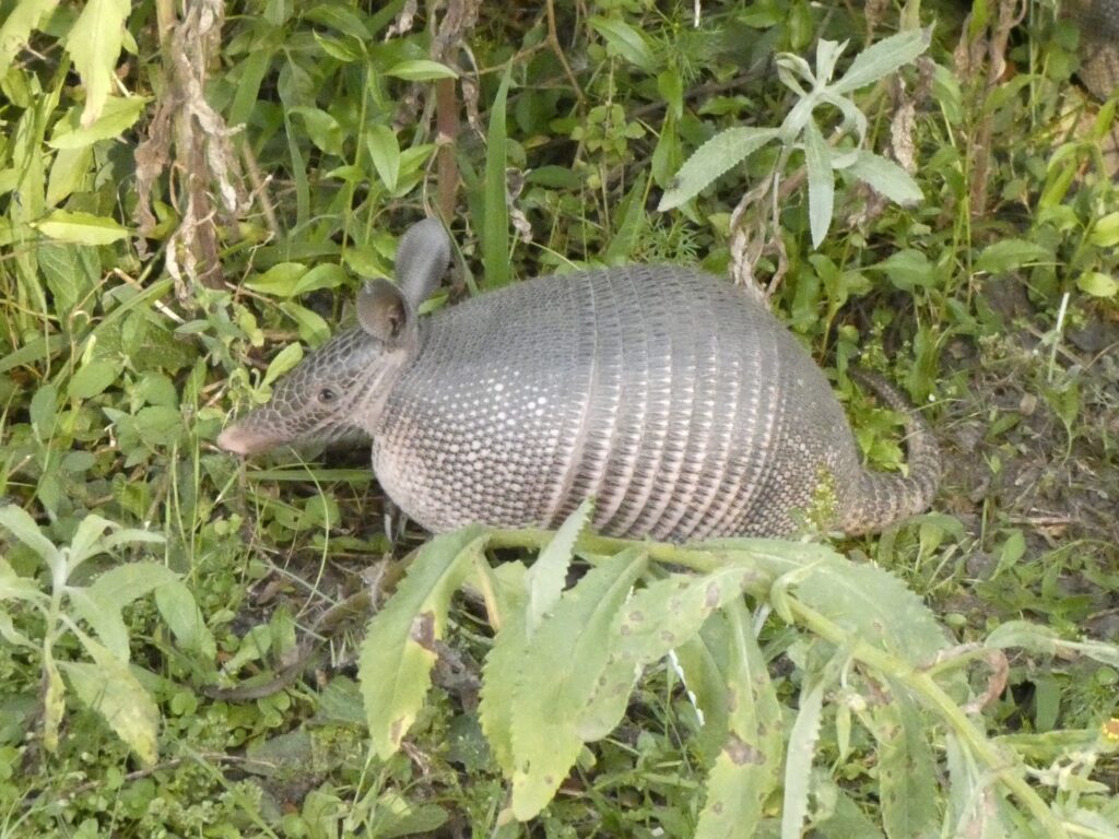Nine-banded armadillo rooting through soil and grass while foraging