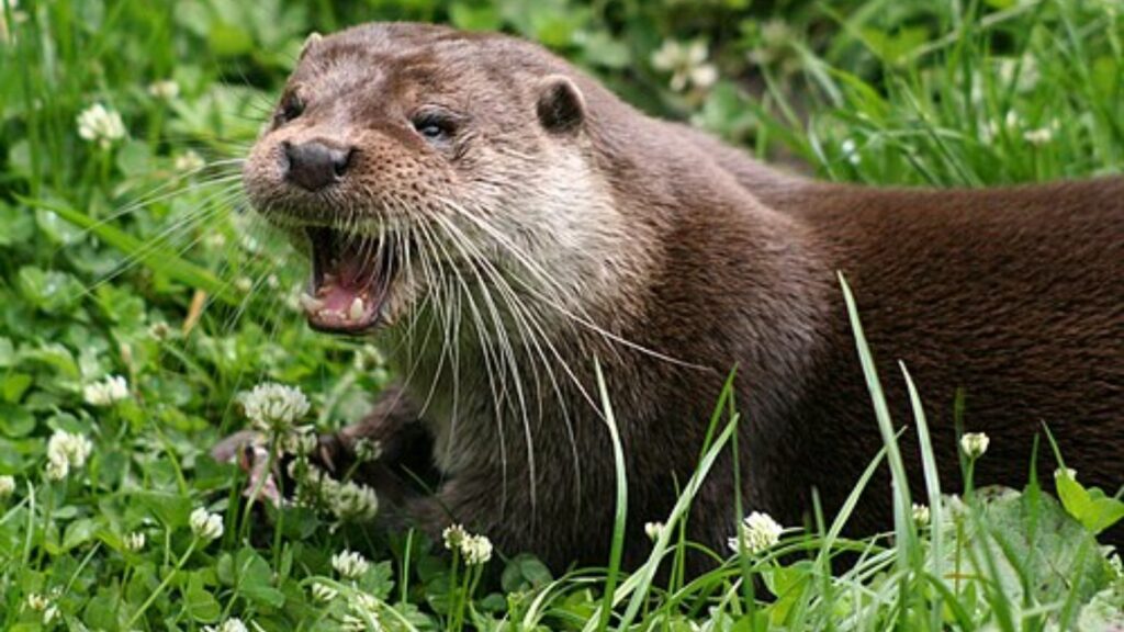 River otter