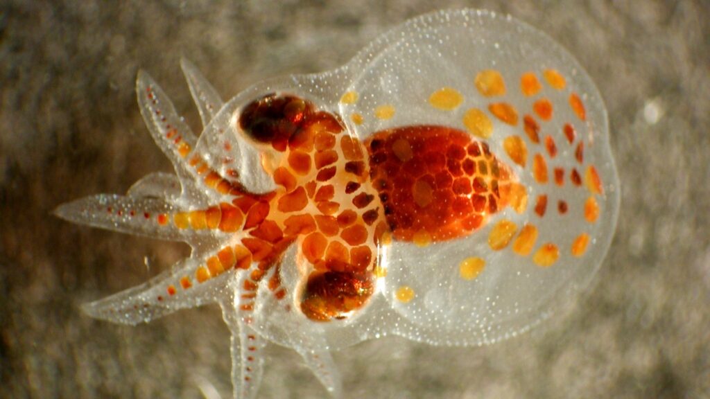 Crab larva zooplankton under the microscope