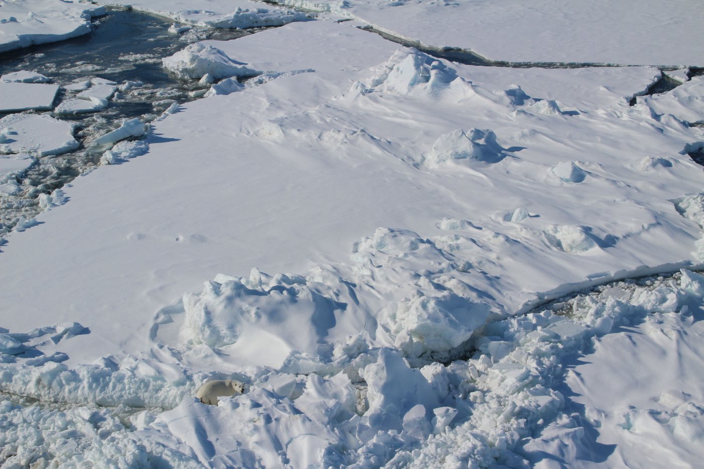 Bears 9 Polar bear walking across sea ice in the Chukchi Sea