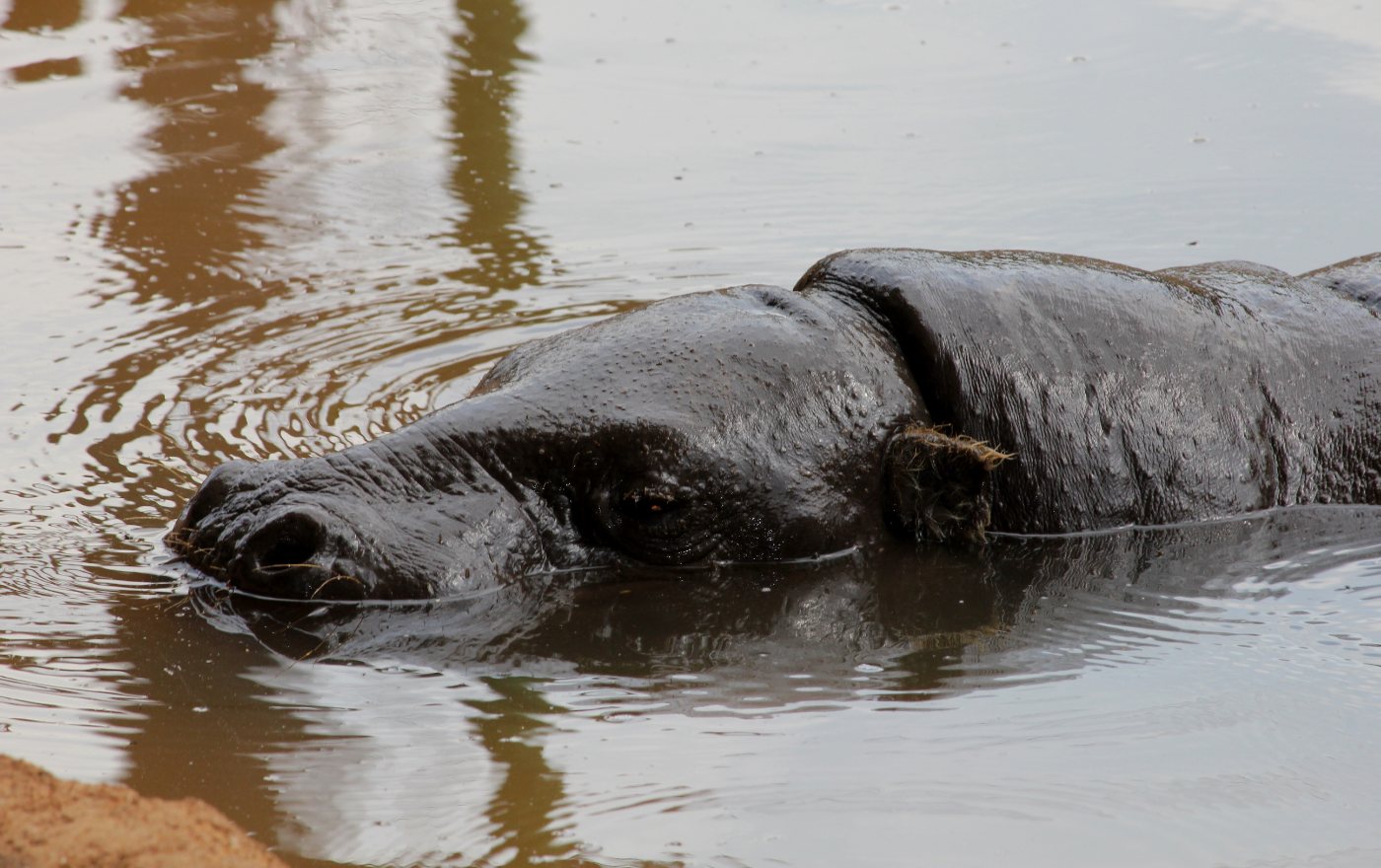 Hippos 7 Pygmy hippopotamus standing, much smaller and rounder than a common hippo