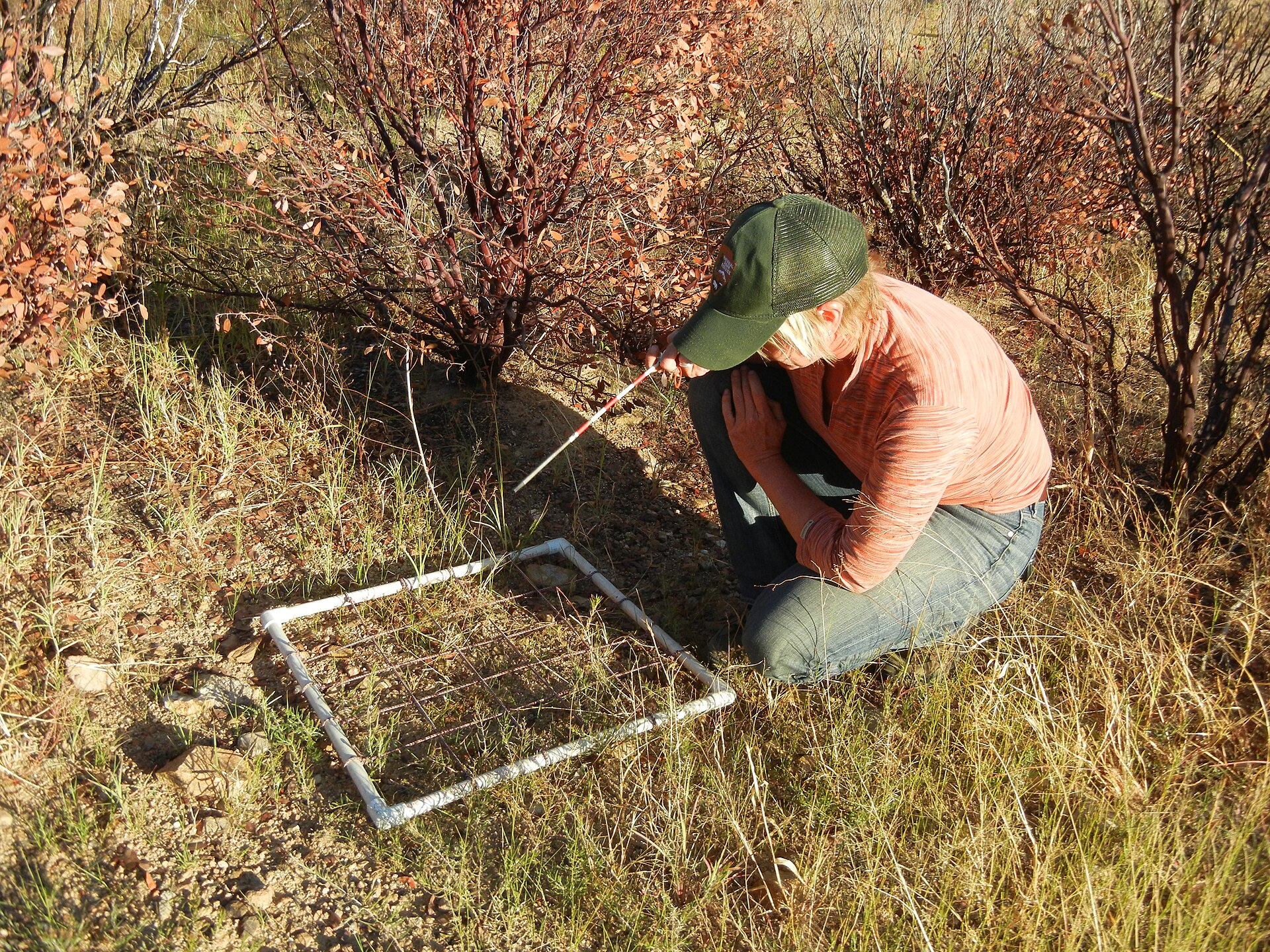 What tools do ecologists use? 24 Researcher placing a collapsible quadrat frame on desert soil to record plant and biocrust cover