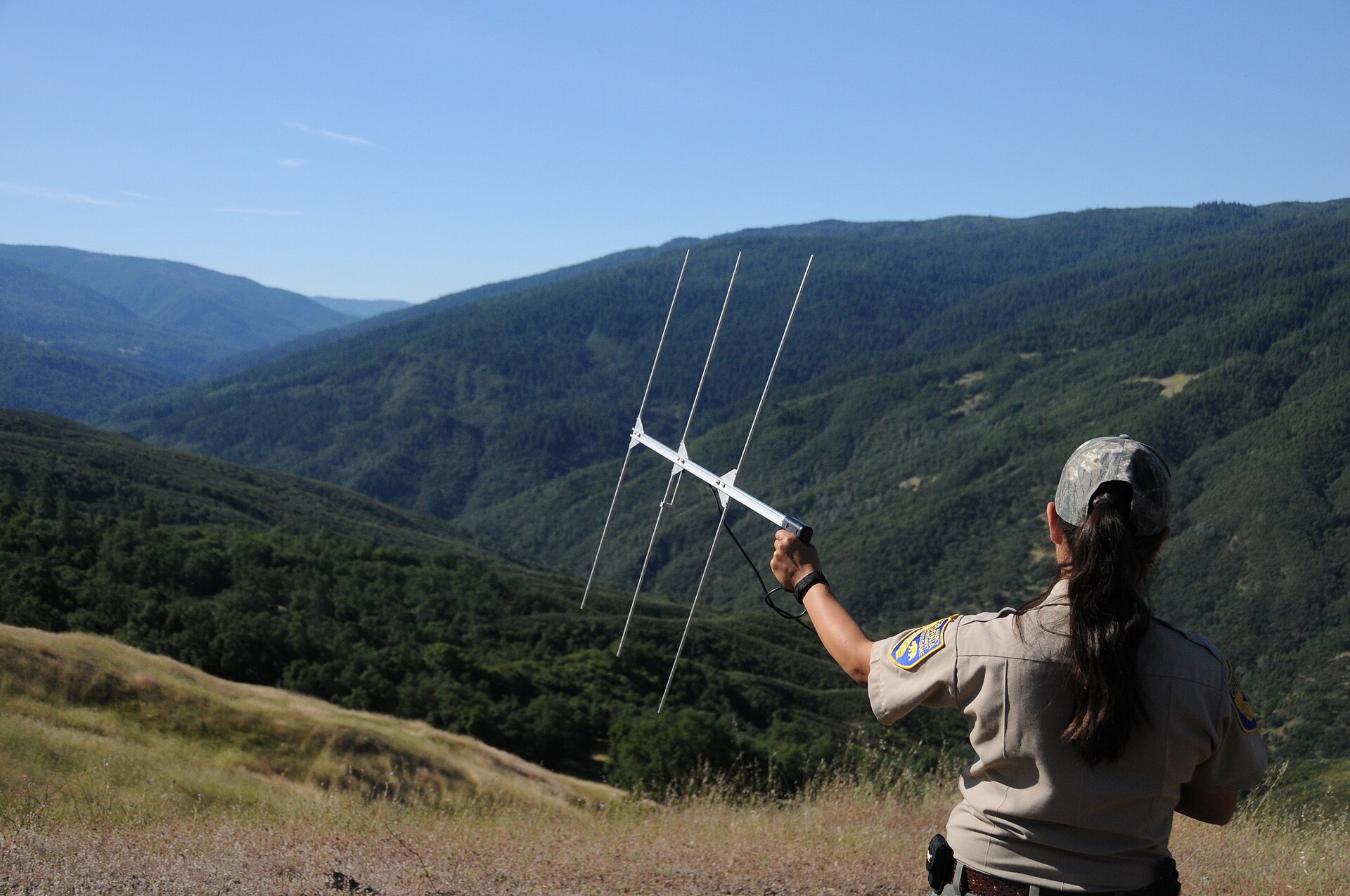 What tools do ecologists use? 29 Researcher holding a handheld radio telemetry antenna on a hillside to locate a collared animal