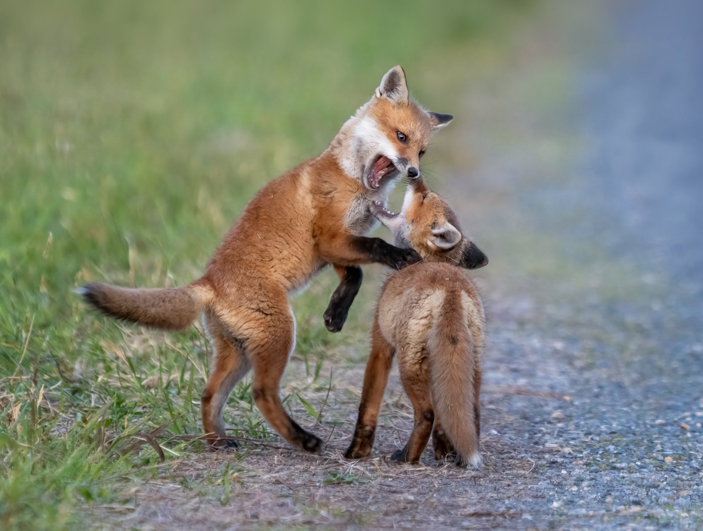 Foxes 6 Two red fox kits play fighting outside their den