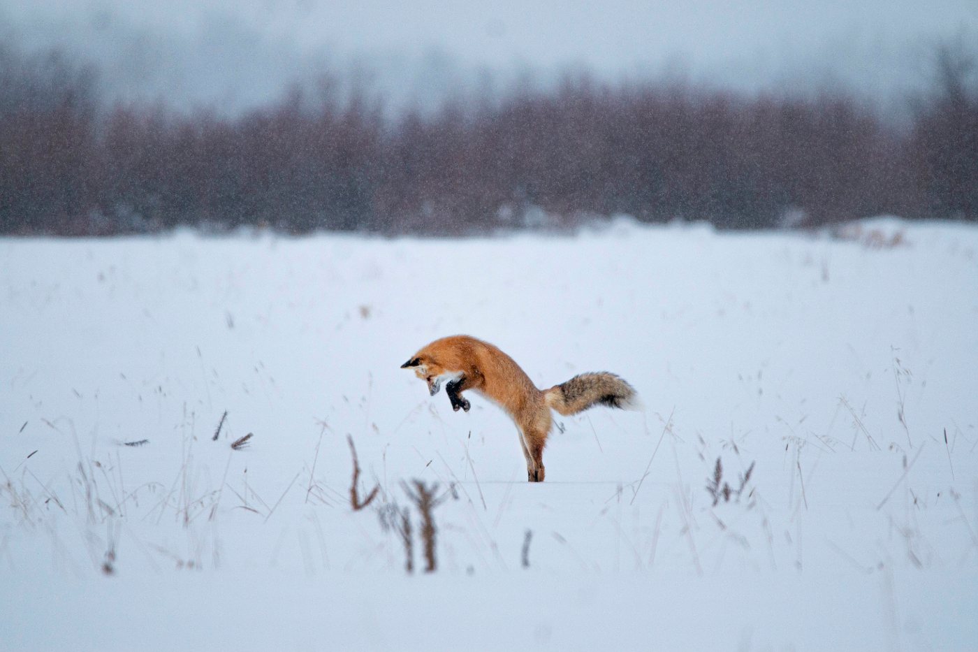 Foxes 2 A red fox arching into a high vertical pounce onto prey hidden in vegetation