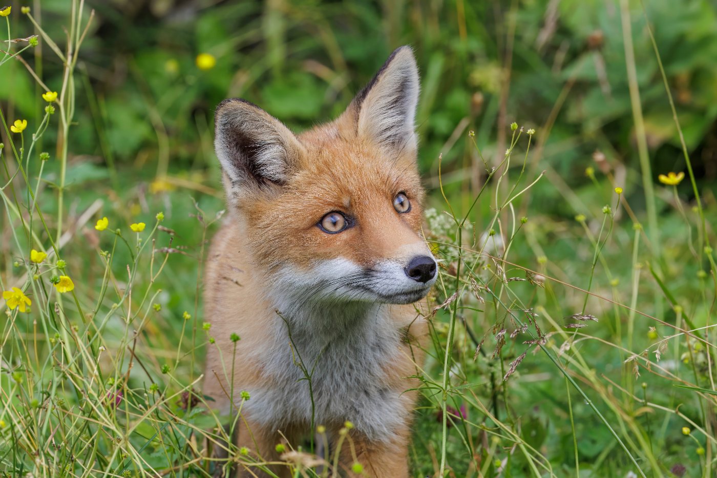 Foxes 1 A red fox standing in alpine grass, showing the rust coat, black legs and white tipped brush