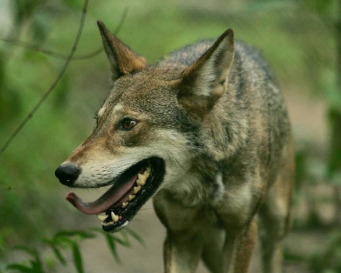Red wolf Canis rufus, a critically endangered canid found only in eastern North Carolina