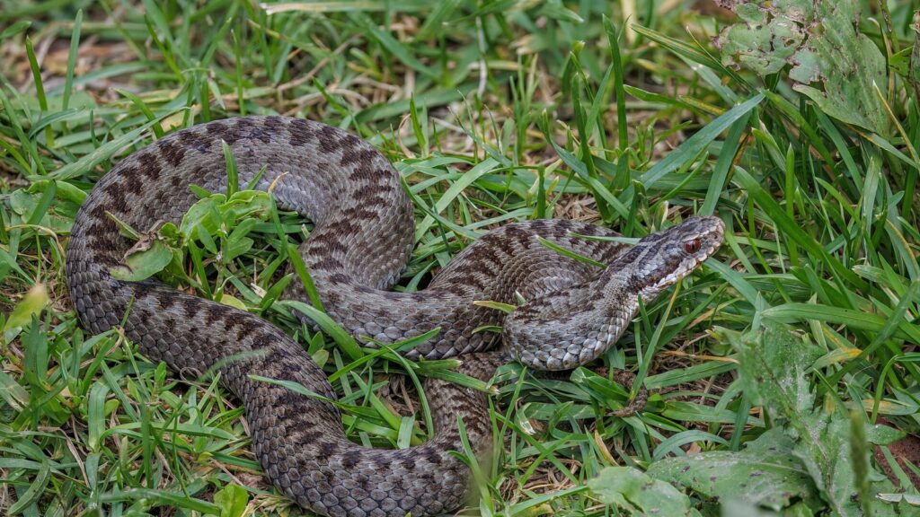 An adder basking, showing the dark zigzag pattern down the back