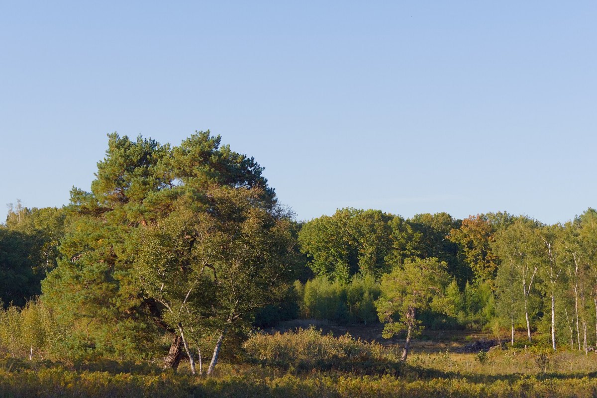 How to Do a Reptile Survey 9 Lowland heath habitat, prime ground for a reptile survey