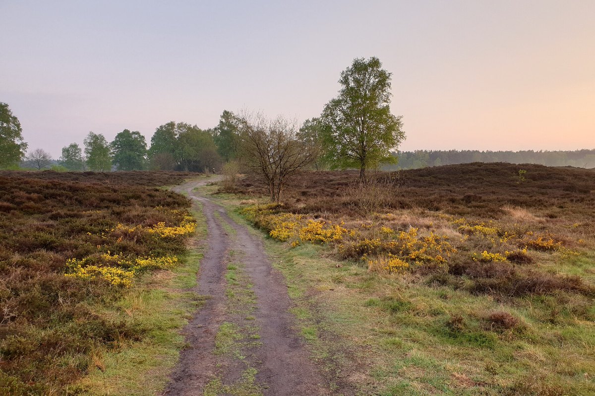 How to Do a Reptile Survey 10 Open heath and grassland habitat suitable for reptile survey refugia