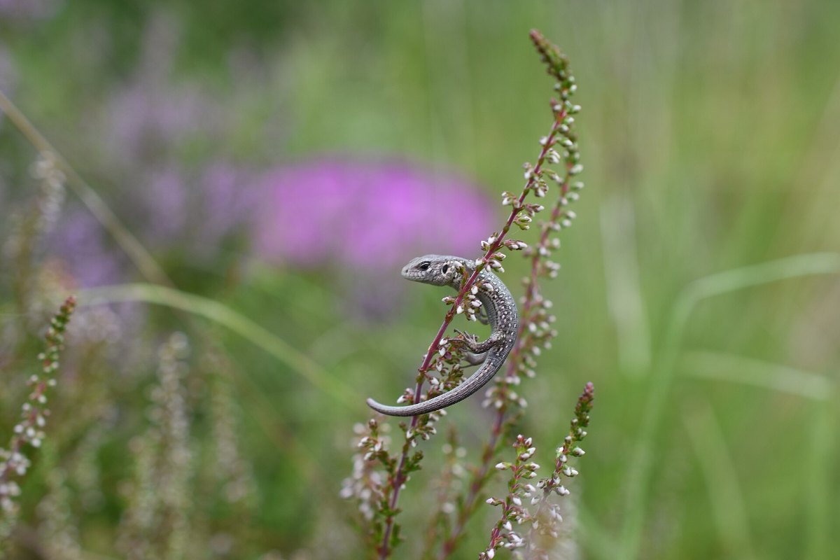 How to Do a Reptile Survey 13 A sand lizard, a European Protected Species needing a survey licence