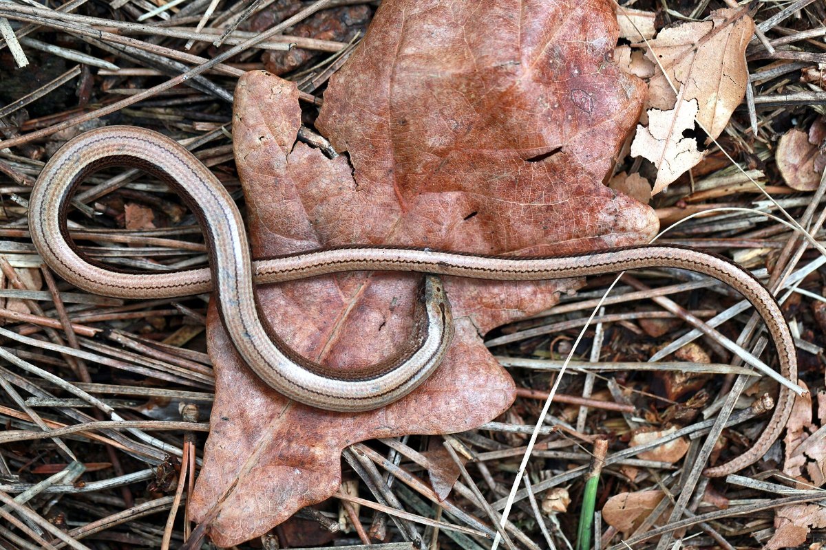 How to Do a Reptile Survey 11 A slow worm, the legless lizard most often found under survey refugia