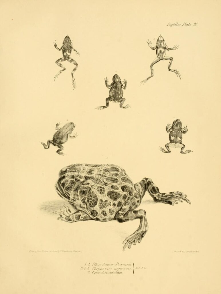 Darwin's Frog (Rhinoderma darwinii): The Frog That Raises Its Young in Its Mouth 13 Nineteenth century hand coloured plate of Rhinoderma darwinii from The Zoology of the Voyage of HMS Beagle