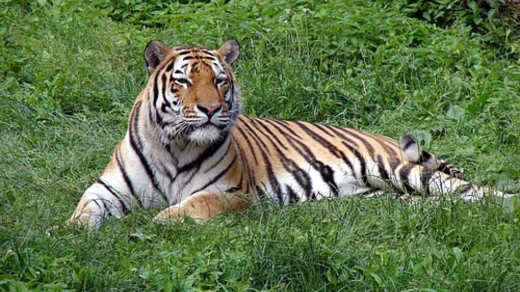 Siberian tiger