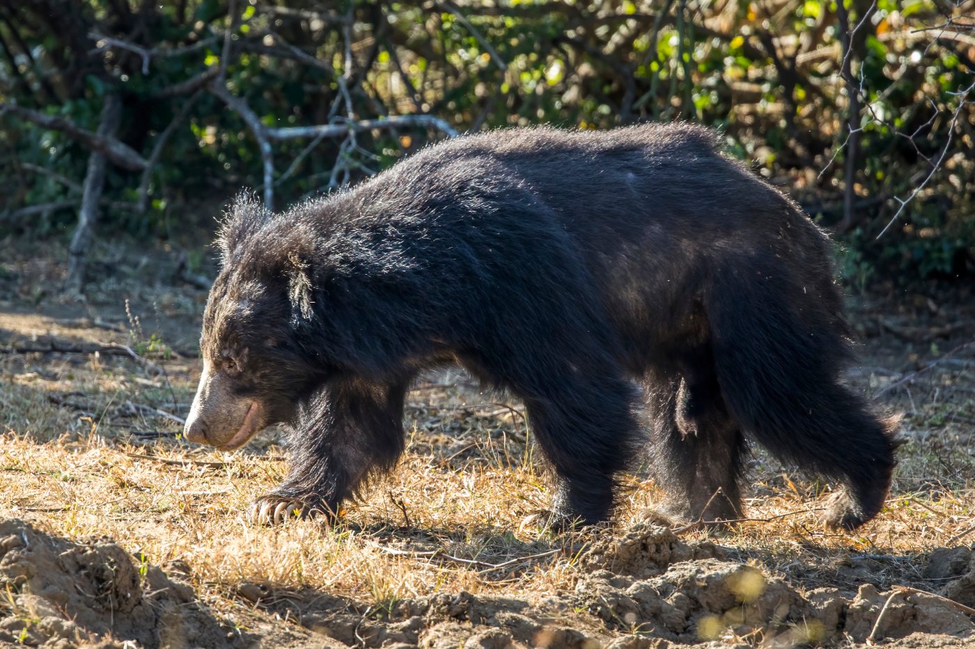 Bears 10 Sri Lankan sloth bear with shaggy coat in Yala National Park
