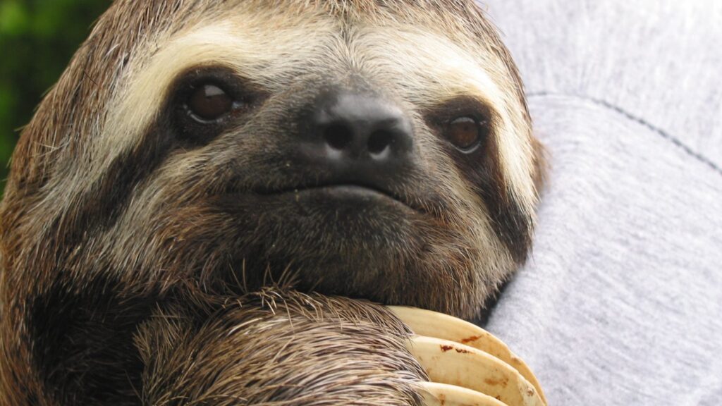 Three toed sloth