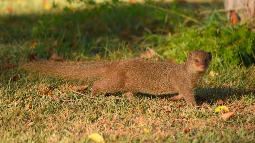 A feral small Indian mongoose, Urva auropunctata, running across open ground in Kailua Kona on Hawaii Island, one of the places the species was introduced to control rats