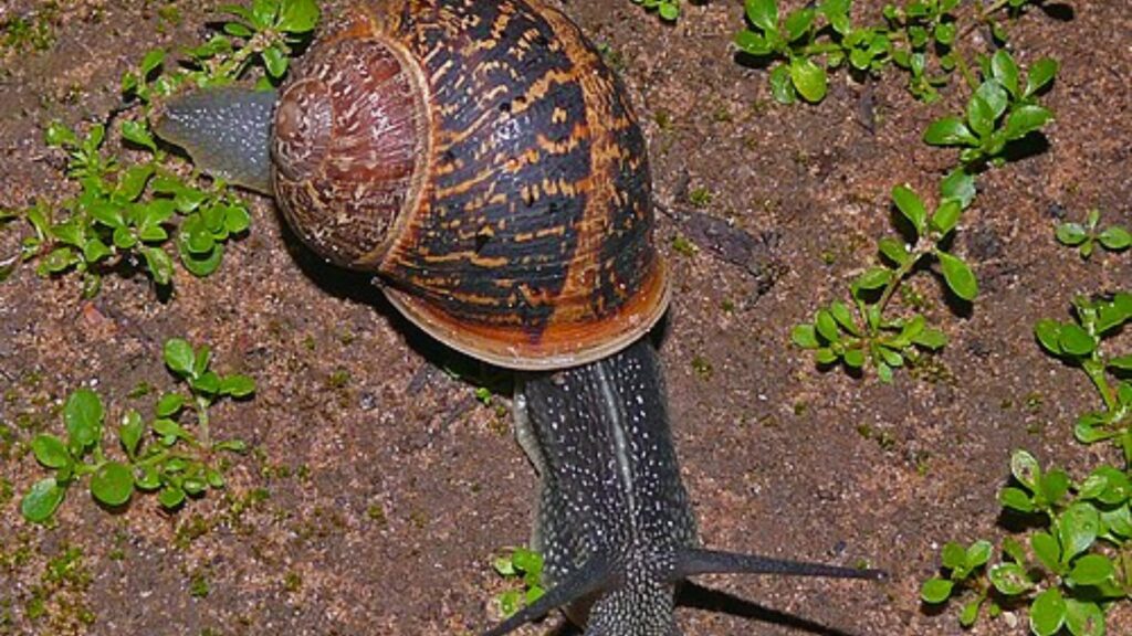 Garden snail