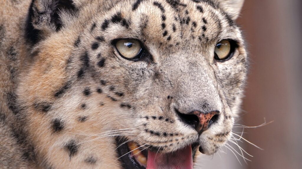 Snow leopard