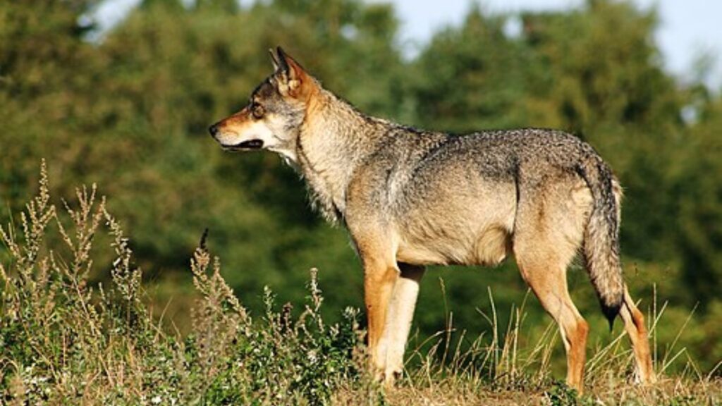 Species of wolves list 7 Gray wolf