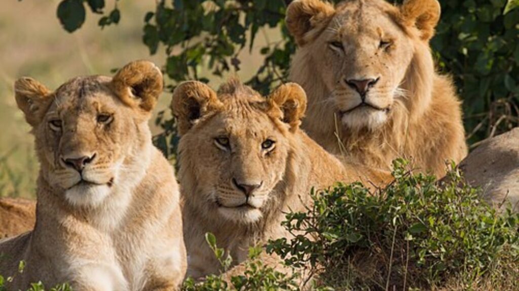 Lion pride