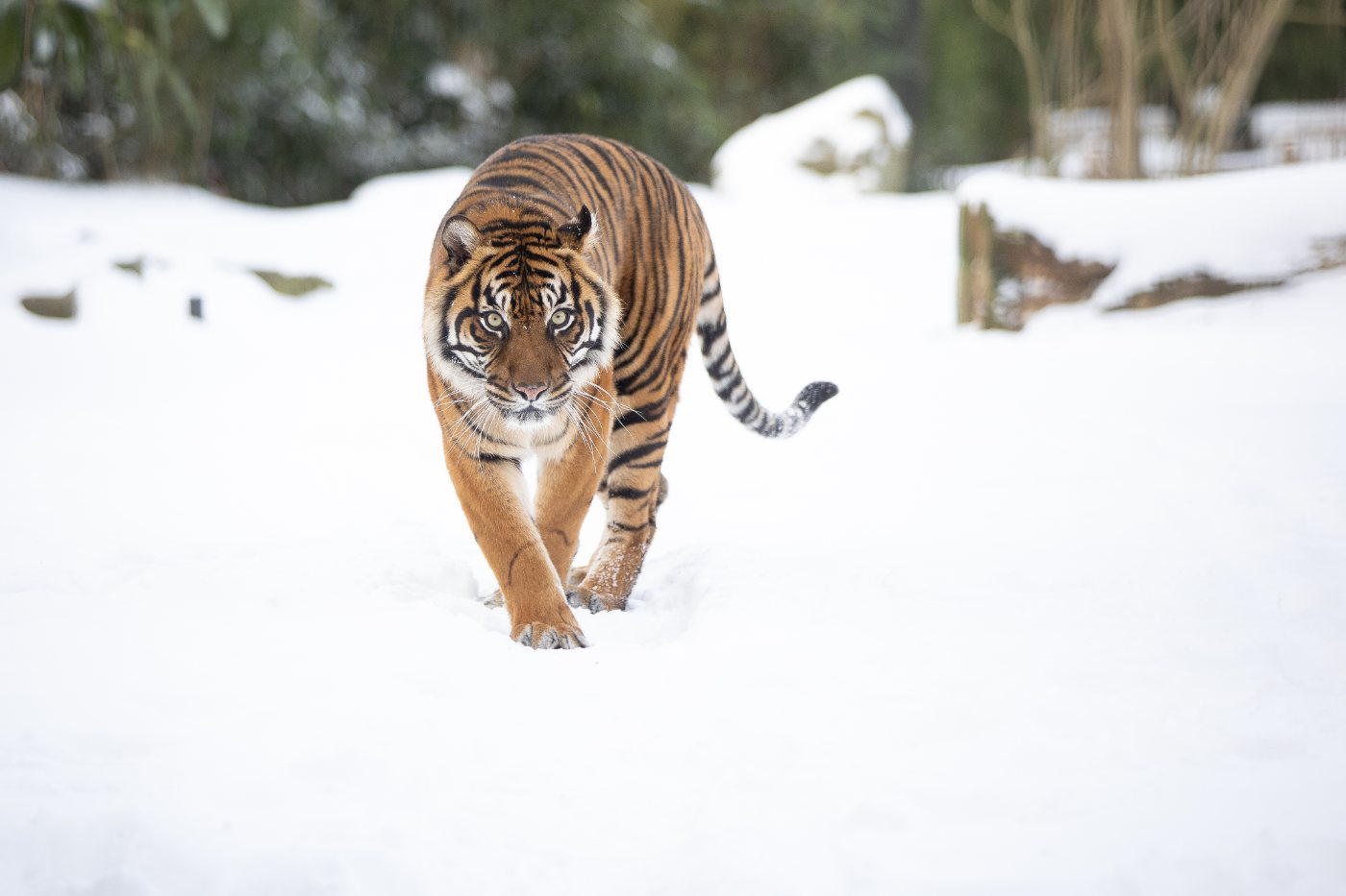 Tigers 4 Sumatran tiger with narrow closely spaced stripes