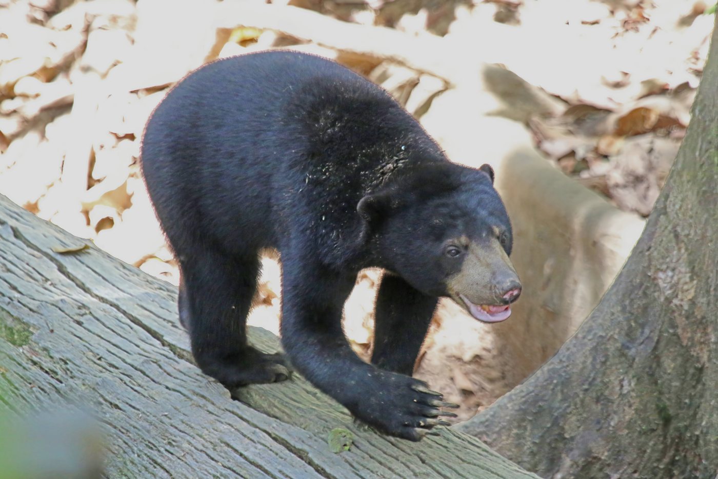 Bears 3 Sun bear showing the pale chest crescent, Sepilok, Borneo