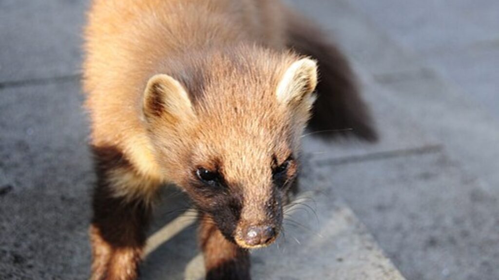 Pine marten
