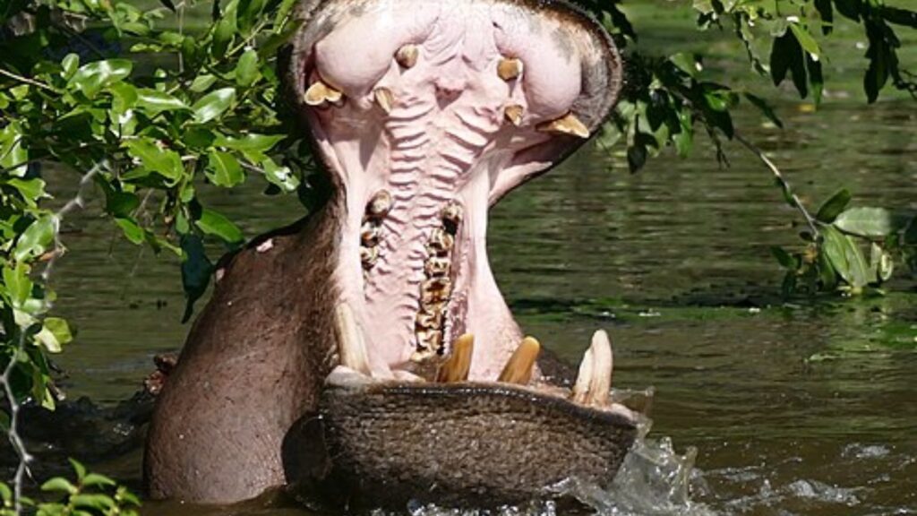 Hippopotamus with open mouth