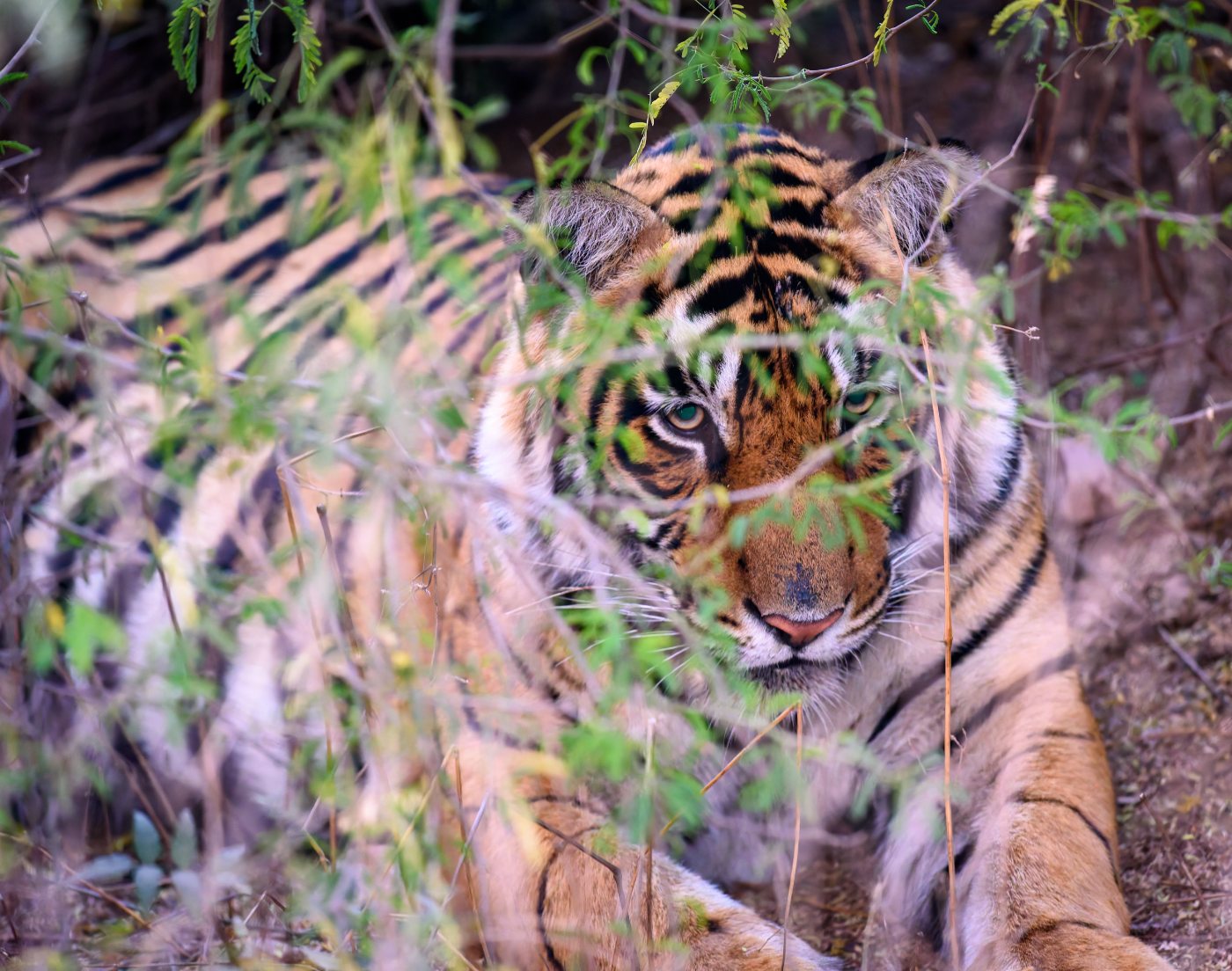 Tigers 2 Wild Bengal tiger walking through dry scrub in Ranthambore National Park, India