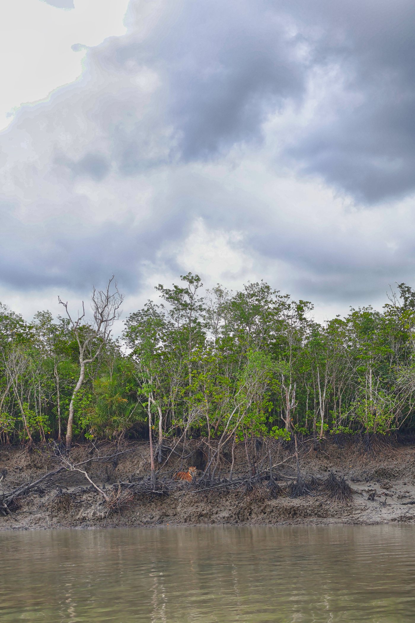 Tigers 9 Bengal tiger standing in mangrove habitat in Sundarban National Park, West Bengal