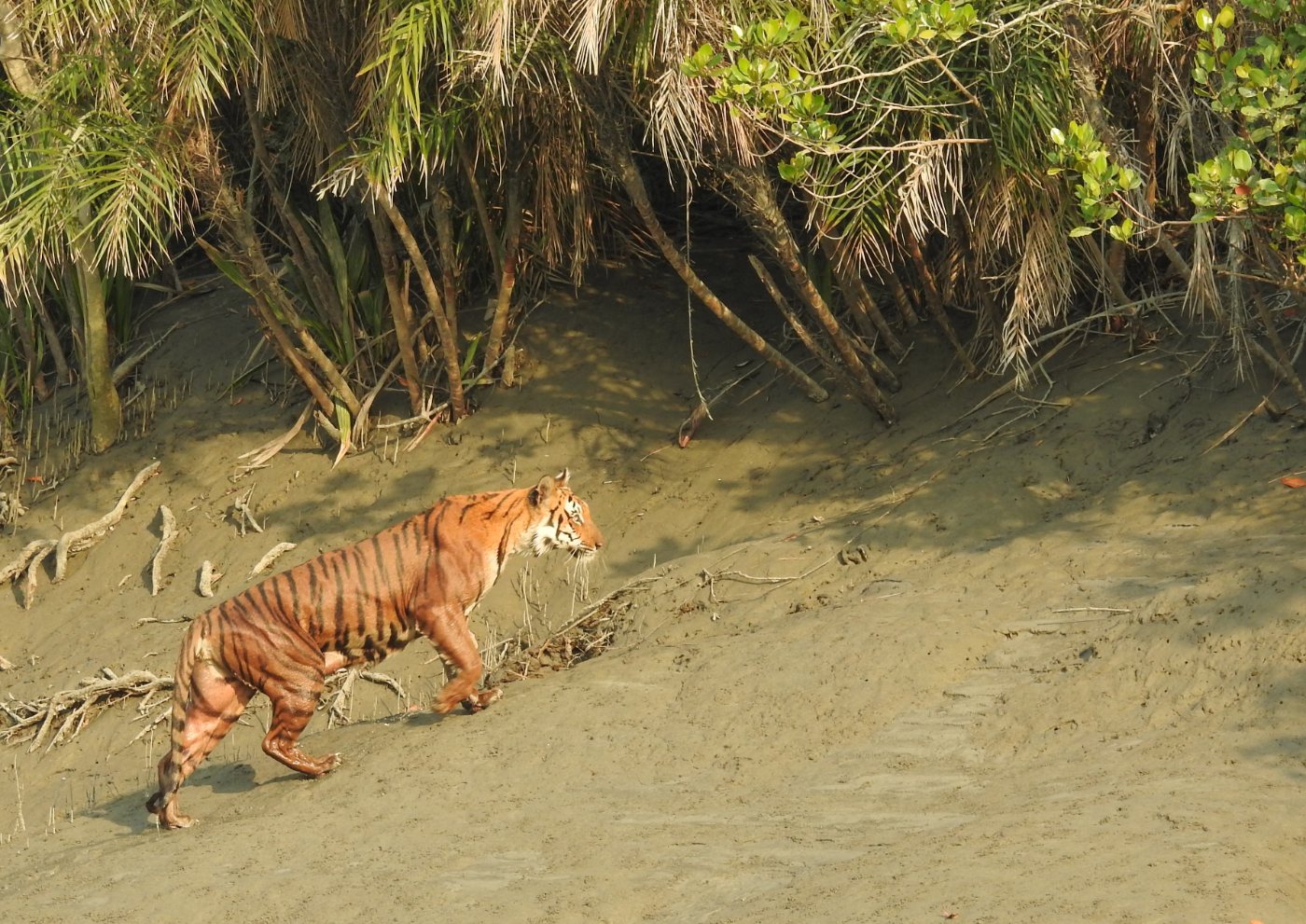 Tigers 5 Tiger swimming across a channel in the Sundarbans mangrove forest